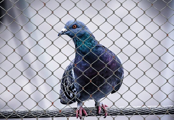 Características de estos trabajos verticales en Madrid